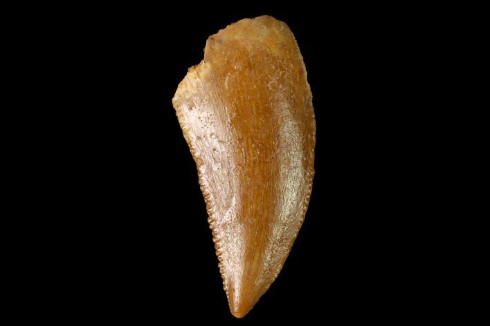 Serrated, Raptor Tooth - Real Dinosaur Tooth #160029